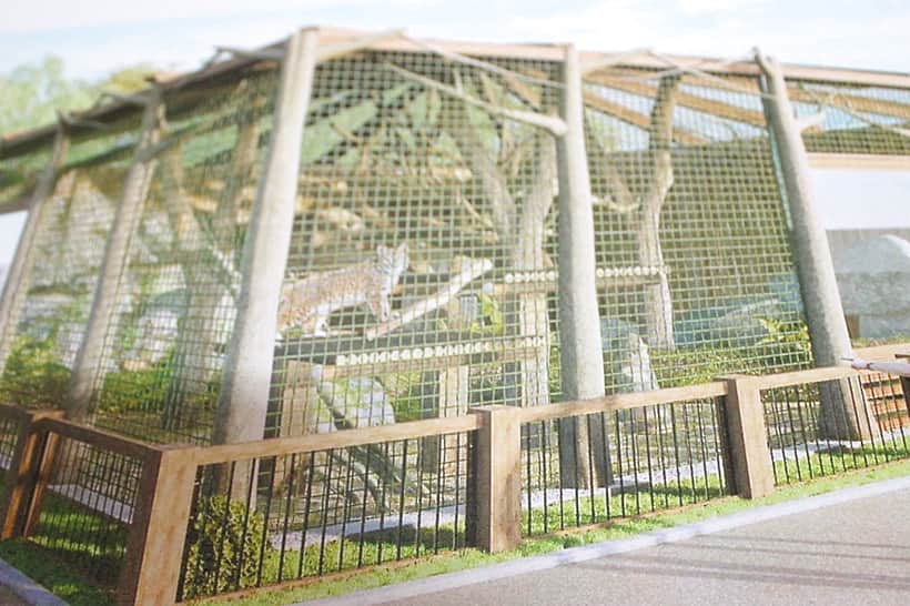 Проект по сохранению и восстановлению популяции Европейской рыси стартует в Чувашии.