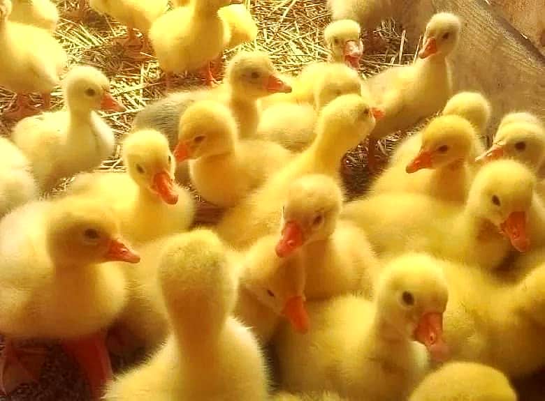 Канашская Птицефабрика начинает продажу суточных гусят.