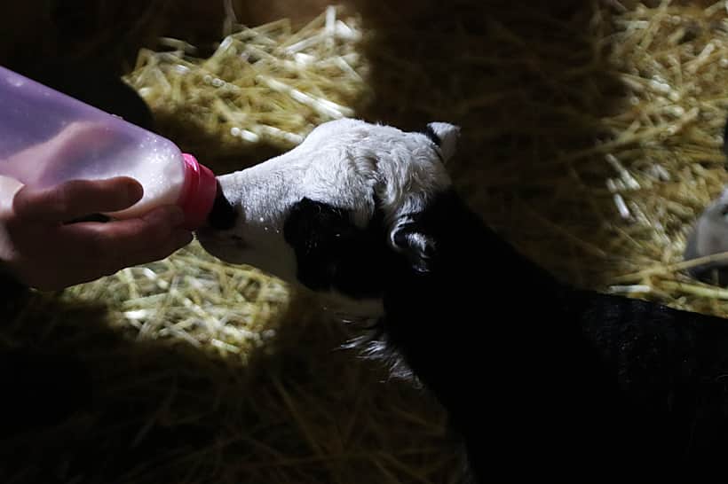 В зоопарке Новочебоксарска родились ягнята.