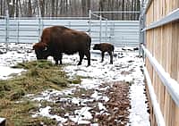 Россельхознадзор привлёк к административной ответственности зоопарк «Ельниковская роща» в Новочебоксарске.