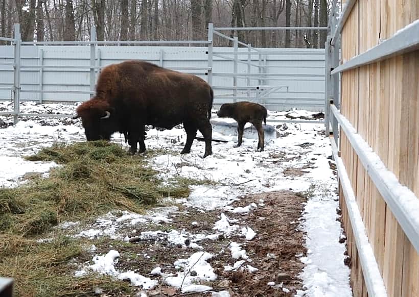 В зоопарке «Ельниковская роща» в Новочебоксарске родился зубрёнок.