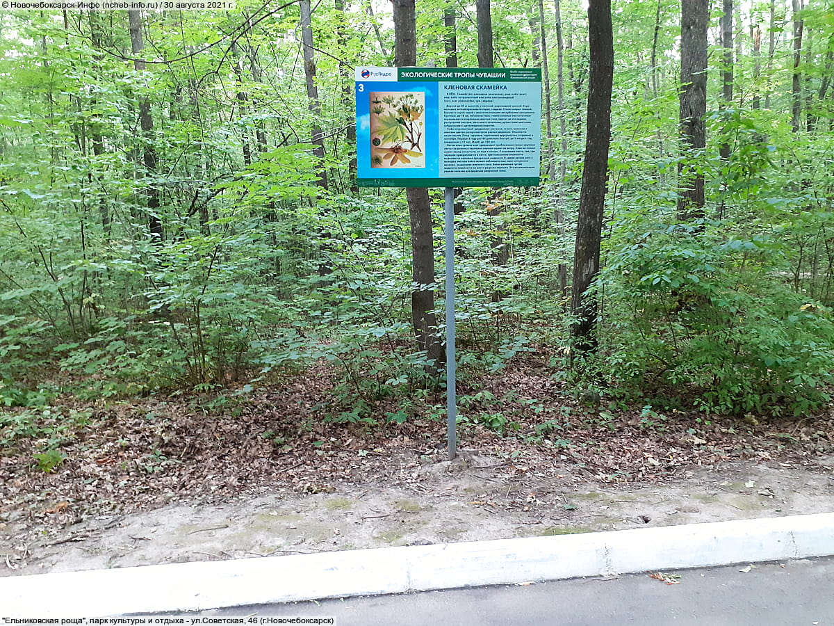 "Ельниковская роща", парк культуры и отдыха. 30 августа 2021 (пн).
