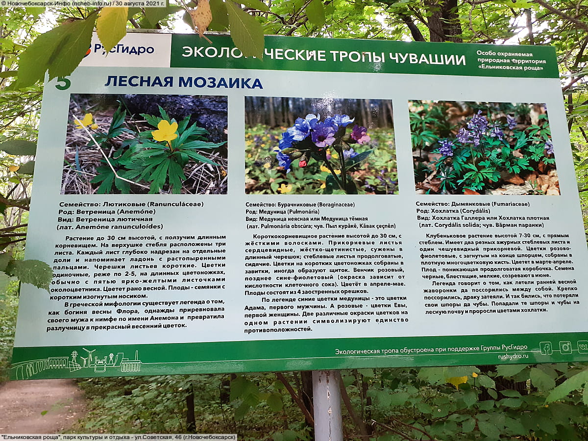 "Ельниковская роща", парк культуры и отдыха. 30 августа 2021 (пн).