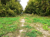 Лесной массив. 30 августа 2021 (пн).