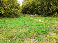 Лесной массив. 30 августа 2021 (пн).